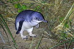 Little Penguin